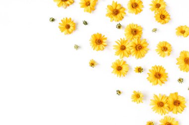 Beyaz arka planda sarı papatya tomurcukları olan çiçek kompozisyonu. Flatlay, üst görünüm.