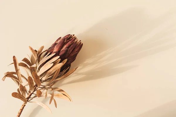 Una Flor Protea Roja Seca Sobre Fondo Beige Pastel Composición —  Fotos de Stock