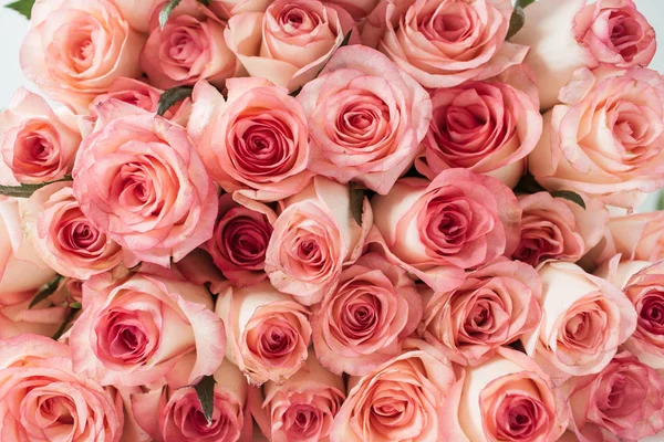 Roze Rozen Bloemen Knoppen Patroon Bloemen Textuur Achtergrond — Stockfoto