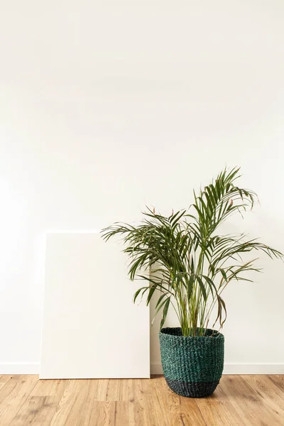 Házi Növény Trópusi Tenyér Előtt Üres Vászon Készíts Másolási Helyet — Stock Fotó