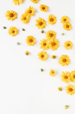 Beyaz arka planda sarı papatya tomurcukları olan çiçek kompozisyonu. Flatlay, üst görünüm.