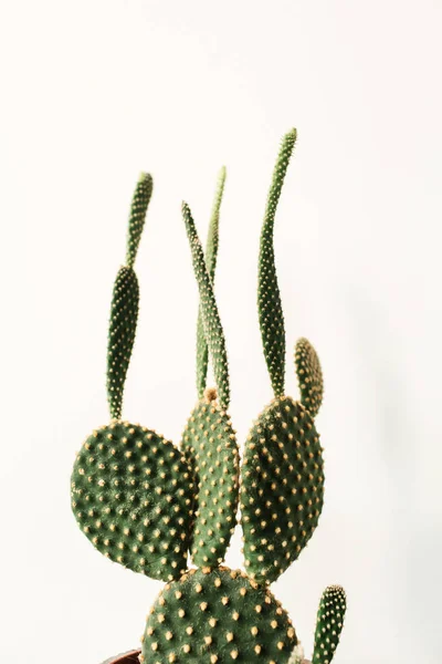 Primer Plano Del Cactus Suculento Aislado Sobre Fondo Blanco — Foto de Stock