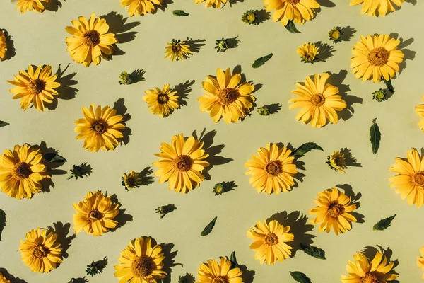 Plocha Ležela Žlutých Květnatých Pupenech Květinová Textura Horního Pohledu — Stock fotografie