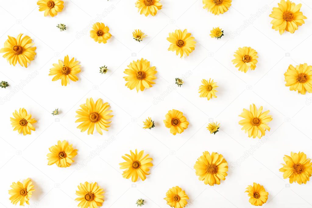 Floral composition with yellow daisy flower buds pattern texture on white background. Flatlay, top view.