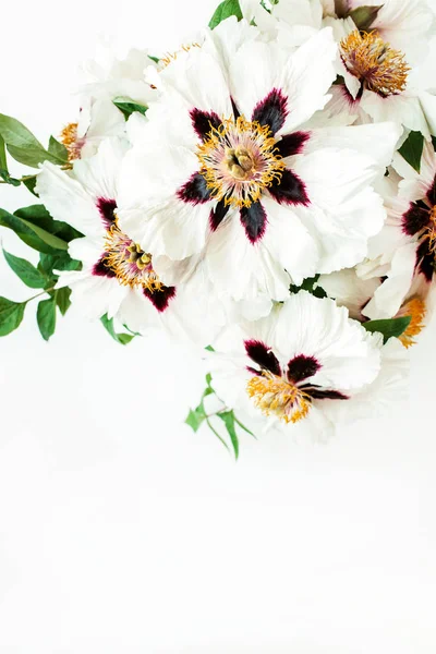 Primer Plano Flores Peonías Blancas Sobre Fondo Blanco Asiento Plano — Foto de Stock