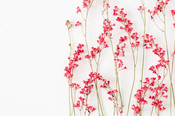 Red Wildflowers Pattern White Background — Stock Photo, Image