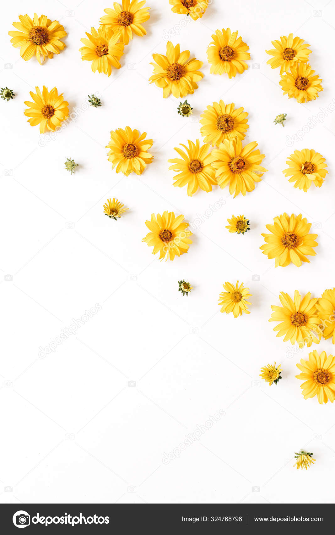 Floral Composition Yellow Daisy Flower Buds White Background Flatlay Top  Stock Photo by ©maximleshkovich 324768796