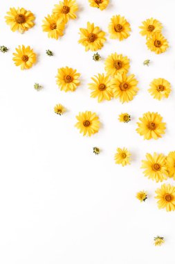 Beyaz arka planda sarı papatya tomurcukları olan çiçek kompozisyonu. Flatlay, üst görünüm.
