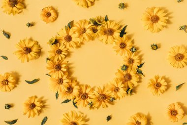Sarı arka planda sarı papatya çiçeklerinin yuvarlak çerçeve sınırı. Boş fotokopi alanı oluştur. Düz konum, üst görünüm çiçek kompozisyonu.