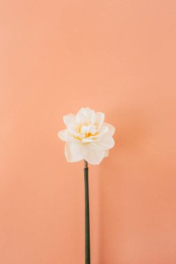 Mercan şeftali arka planında bir narsis çiçeği. Düz konum, üst görünüm minimal çiçek bileşimi.