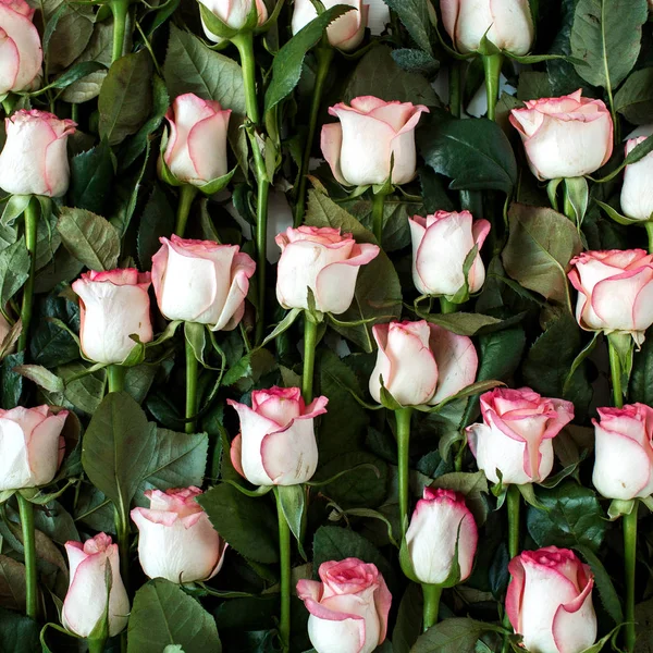 Крупним Планом Квіти Рожевих Троянд Квітковий Візерунок — стокове фото