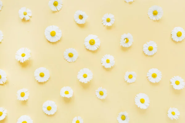Bílý Heřmánek Sedmikráska Květiny Vzor Žlutém Pozadí Plochá Poloha Horní — Stock fotografie
