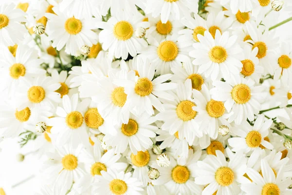 Fleurs Marguerite Camomille Sur Fond Blanc — Photo