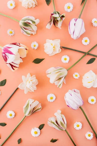 Narcis Tulipán Heřmánek Sedmikráska Květiny Vzor Korálové Broskvové Pozadí Plochá — Stock fotografie