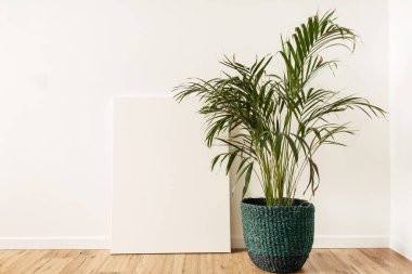 Boş kopya alanı olan boş tuval. Ev bitkisi tropikal palmiye, rattan kabında. Asgari sanatçı stüdyo iç mimari.
