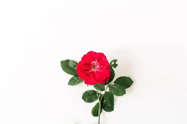 Uma Flor Rosa Vermelha Isolada Fundo Branco — Fotografia de Stock