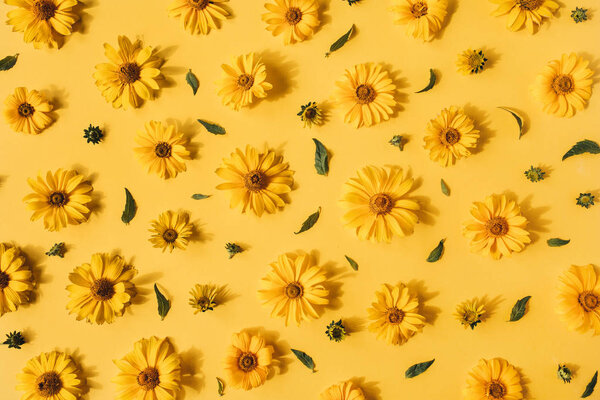 Flat lay yellow daisy flower buds pattern on yellow background. Top view floral texture.