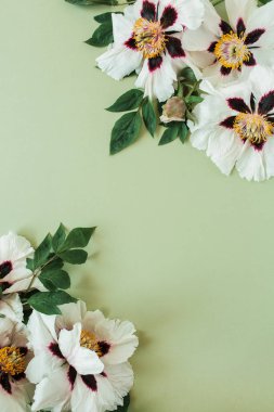 Beyaz şakayık çiçekleri çerçevesi. Düz konum, üst görünüm en düşük çiçekli kopya alanı düzenleme arkaplanı.