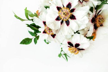 Beyaz şakayık çiçekleri beyaz arka planda. Düz yatış, üst görünüm.