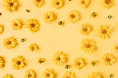 Sarı arka planda sarı papatya çiçeklerinin yuvarlak çerçeve sınırı. Boş fotokopi alanı oluştur. Düz konum, üst görünüm çiçek kompozisyonu.