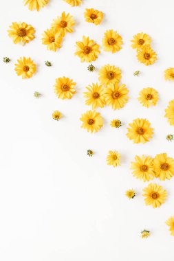 Düz sarı papatya tomurcukları ve beyaz arka planda yapraklar yatıyordu. Üst görünüm.