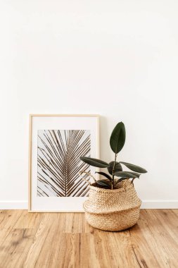Fotoğraf çerçevesinin önünde rattan pot içinde ev bitkisi fitili elastica robusta. Asgari modern iç tasarım kavramı.