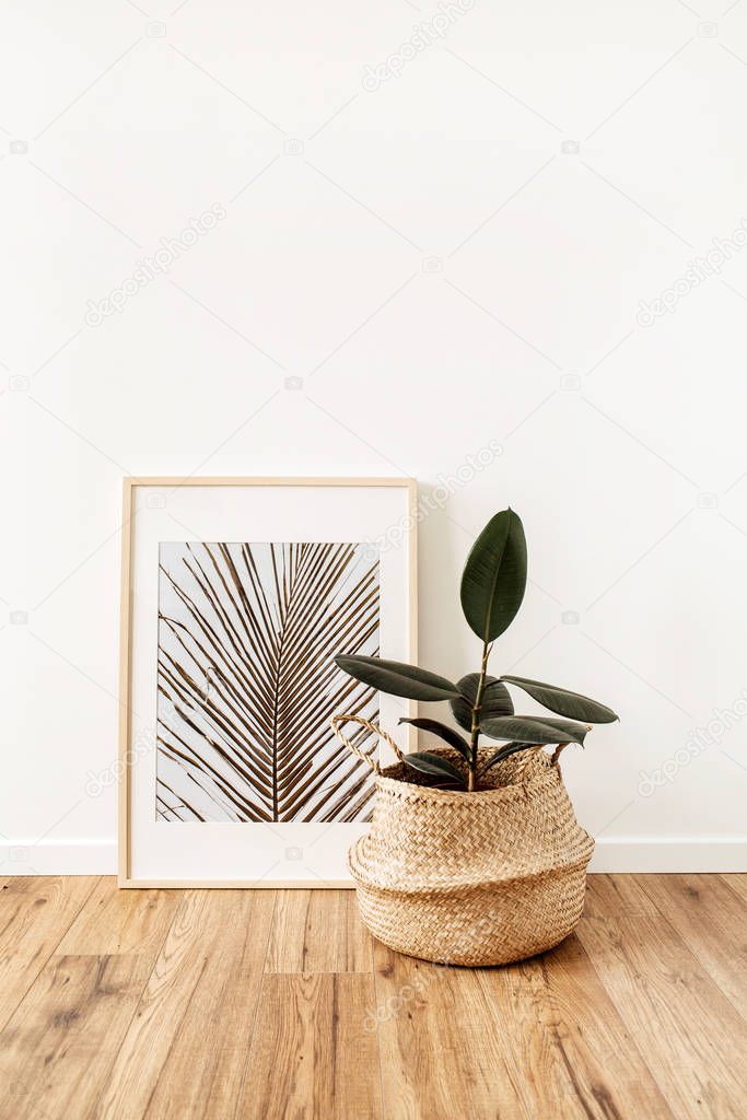 Home plant ficus elastica robusta in rattan pot in front of photo frame. Minimal modern interior design concept.