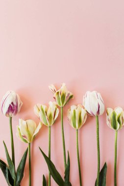 Pembe arka planda lale çiçekleri. Düz konum, üst görünüm minimal çiçek bileşimi.