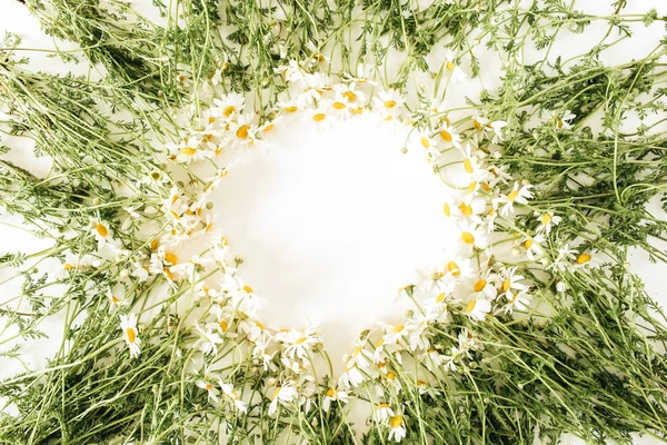 Στρογγυλό Πλαίσιο Περίγραμμα Από Χαμομήλι Μαργαρίτα Λουλούδια Λευκό Φόντο Flat — Φωτογραφία Αρχείου