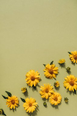 Düz sarı papatya çiçekleri yatıyordu. Üst görünüm.