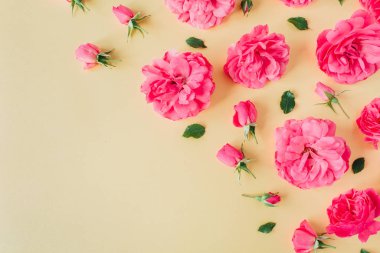 Sarı arka planda pembe gül çiçekleri var. Düz yatıyordu. Sevgililer Günü kompozisyonu.