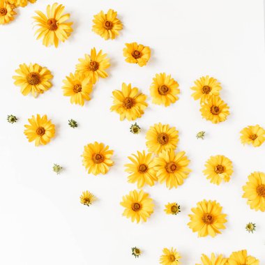 Düz sarı papatya çiçekleri beyaz arka planda yatıyordu. Üst görünüm.