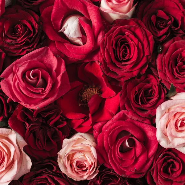 Floral Σύνθεση Κόκκινο Ροζ Τριαντάφυλλο Λουλούδια Μοτίβο Υφή Φόντο Flatlay — Φωτογραφία Αρχείου