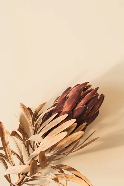 Jeden Suchy Czerwony Kwiat Protea Pastelowym Beżowym Tle Minimalna Tropikalna — Zdjęcie stockowe