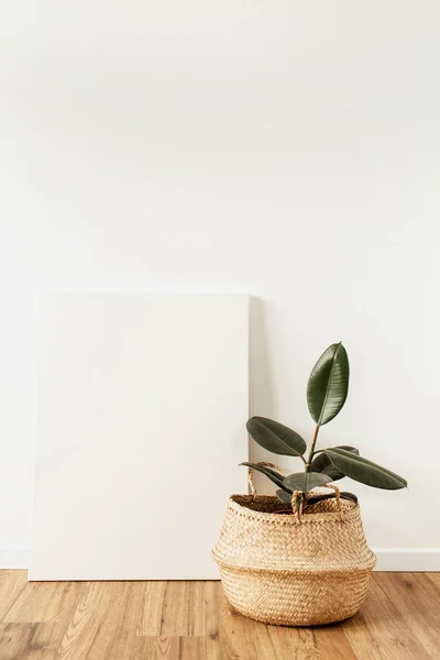 Accueil Plante Ficus Devant Toile Vierge Mockup Copie Espace Aquarelle — Photo