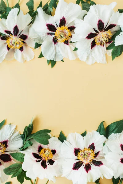 Каркас Границы Белых Пионов Цветы Желтом Фоне Плоский Макет Видом — стоковое фото