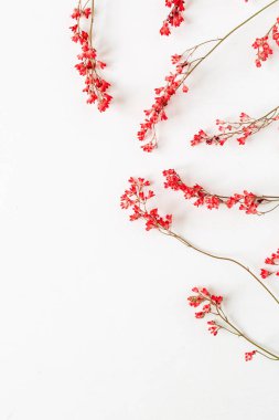 Beyaz arka planda kırmızı kır çiçekleri. Düz konum, üst görünüm minimalist çiçek kompozisyonu.