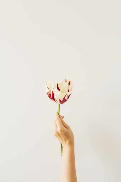 Woman hand hold tulip flower on white background. Flat lay, top view minimal floral composition.