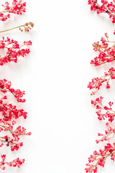 Барвисті Червоні Квіти Білому Тлі Плоский Простір Вигляд Зверху Квіткова — стокове фото