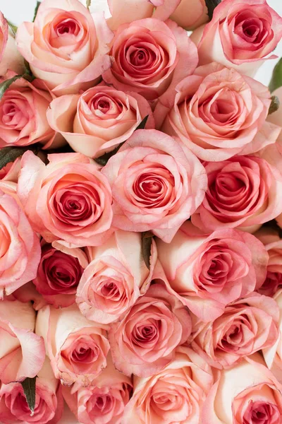 Primer Plano Rosas Rosadas Flores Brotes Patrón —  Fotos de Stock
