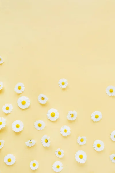 Bílý Heřmánek Sedmikráska Květiny Vzor Žlutém Pozadí Byt Ležel Horní — Stock fotografie