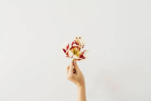 女性的手捧着白色背景的郁金香花 顶视图最小花卉构图 — 图库照片