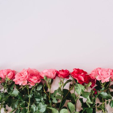 Pembe arka planda pembe ve kırmızı güller. Dümdüz yatıyordu, üst görünümde en az çiçekli kahraman kafası vardı. Sevgililer Günü kompozisyonu.