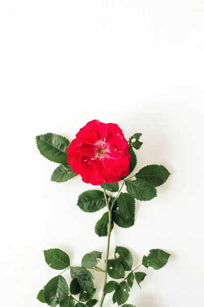 Uma Flor Rosa Vermelha Isolada Fundo Branco — Fotografia de Stock