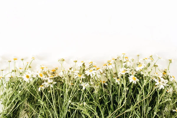 Kamille Madeliefje Bloemen Witte Achtergrond Vlakke Lay Bovenaanzicht Minimale Bloemen — Stockfoto