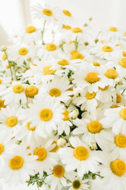 Beyaz arka planda papatya çiçekleri. Minimum çiçek bileşimi.