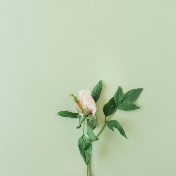 Una Flor Rosa Sobre Fondo Verde Puesta Plana Vista Superior — Foto de Stock