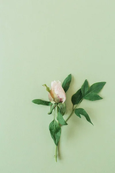 一朵绿色背景的粉红色玫瑰花 顶视图最小花卉构图 — 图库照片