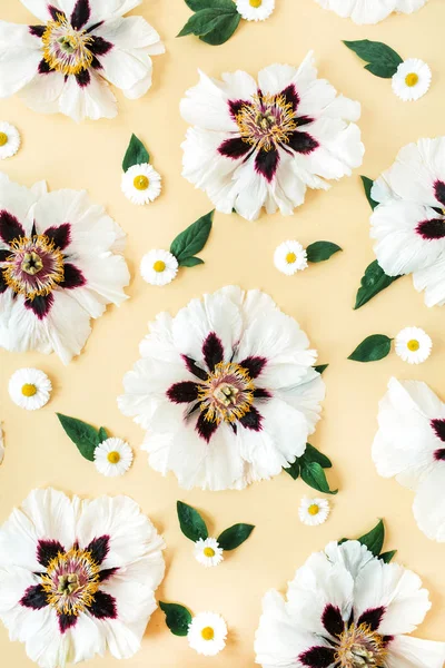 黄色背景上的白牡丹和洋甘菊花纹 顶视图最小花卉构图 — 图库照片