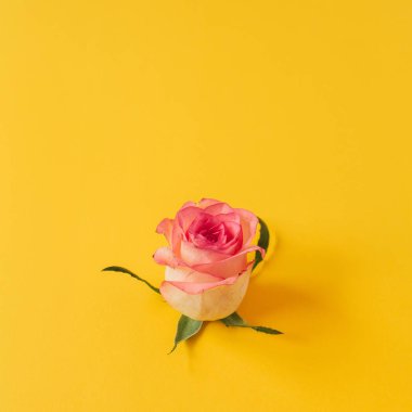 Sarı arka planda pembe bir gül tomurcuğu. Düz konum, üst görünüm en düşük bileşim.
